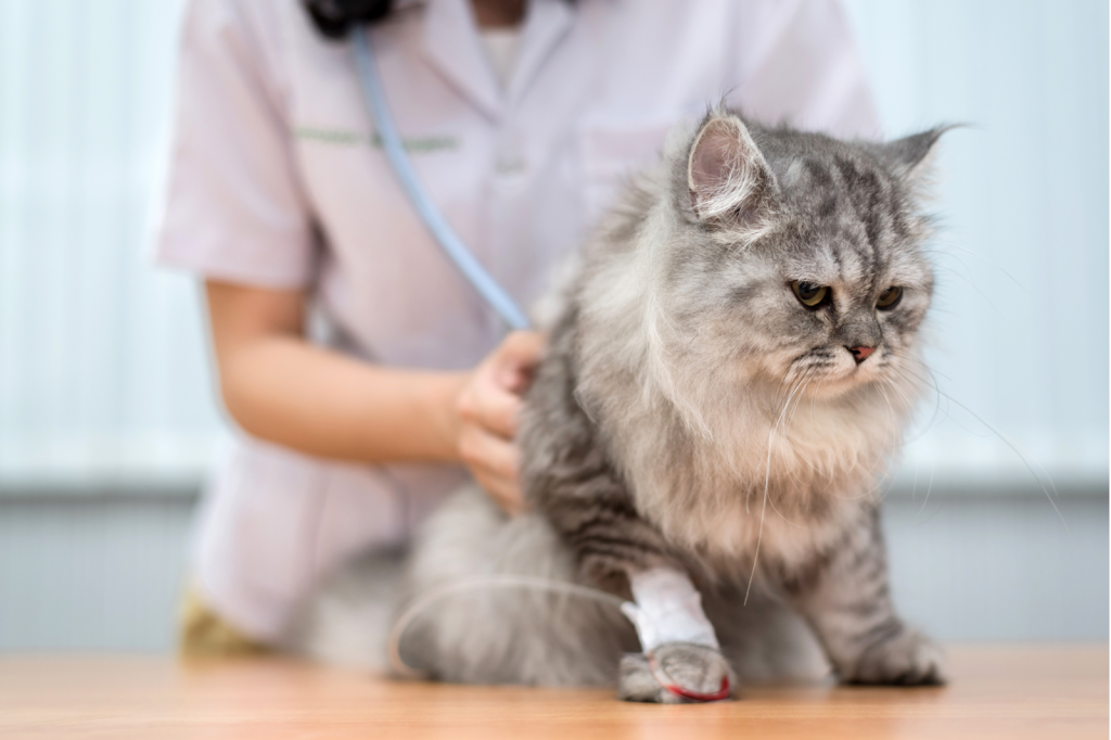 どういうときに動物病院に行くの？┃日常のケアや相談などでも訪れましょう