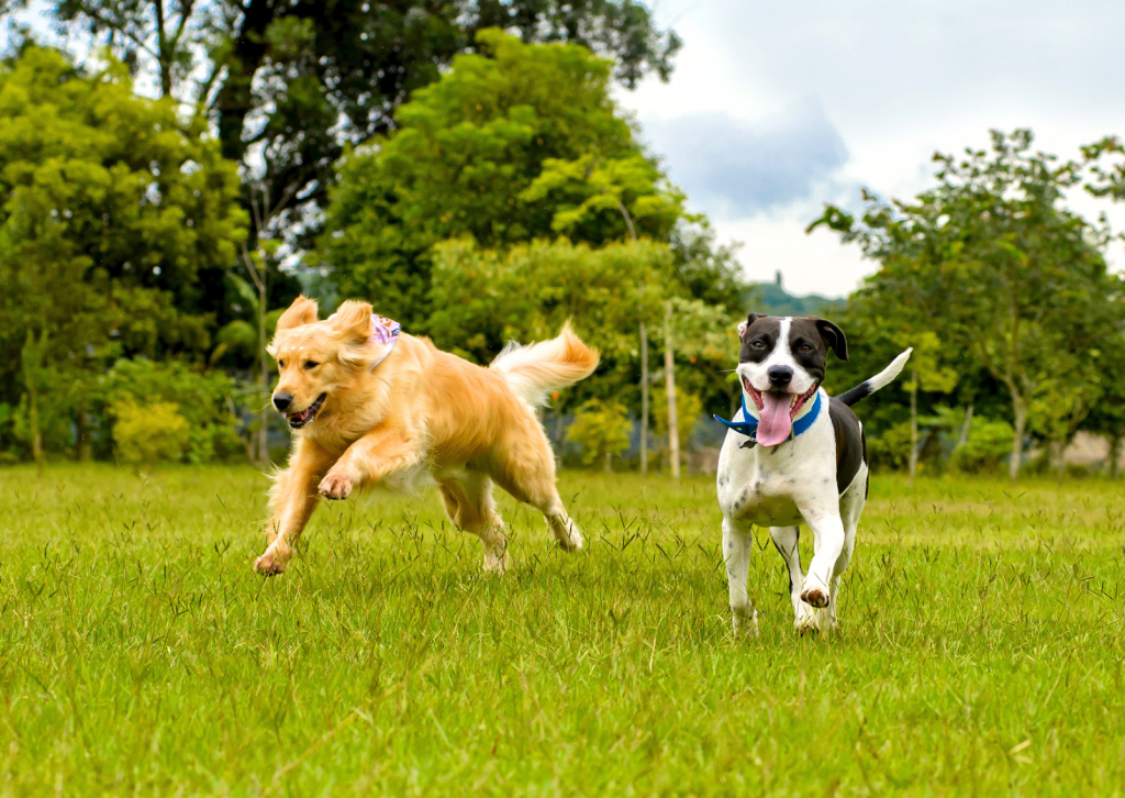 愛犬とのドッグランデビュー！┃適切な時期と準備のポイントを解説