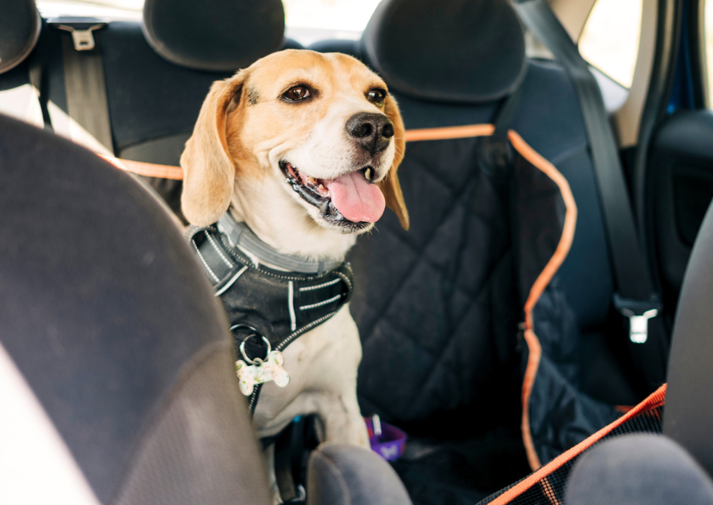 愛犬と安全に楽しむ夏の旅行！┃外出時の注意点について