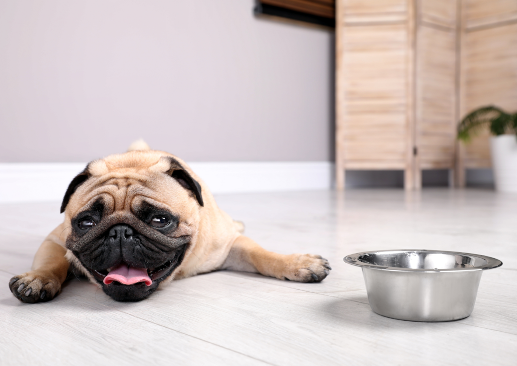 愛犬や愛猫が水を飲まない！？┃正しい水分補給と注意すべき病気