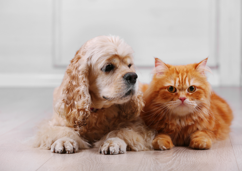 愛犬・愛猫の年齢別健康チェックポイント｜病気予防と長生きの秘訣