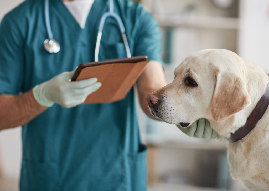 犬と猫の腎臓病について｜原因や予防法を徹底解説