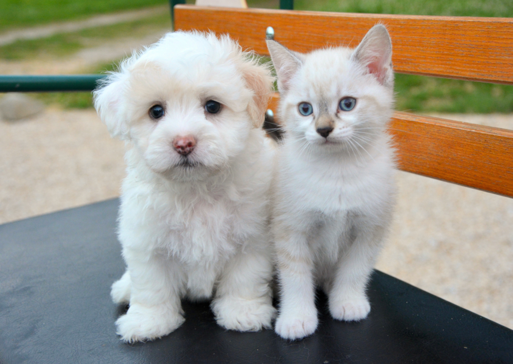 獣医が教える！子犬・子猫の病気リスクと予防法 ｜病気のサインについても解説