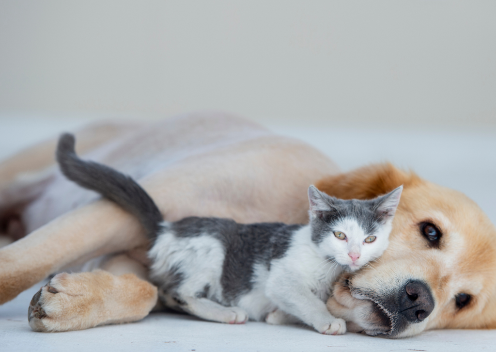 動物病院が教える！犬や猫の介護｜高齢の犬や猫の快適な生活を支える方法